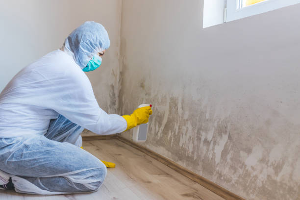 Licensed Commercial Mold Remediation service in Brentwood, NY - WQB Mold Removal